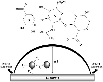 Mechanisms and dynamics of drying in preparing biopolymer drops for Raman spectroscopic analysis