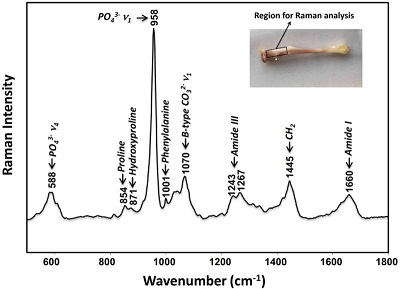 Raman spectrum of cortical bone in murine tibia